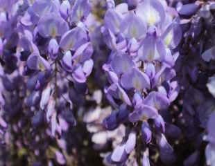 Beautiful blue wisteria