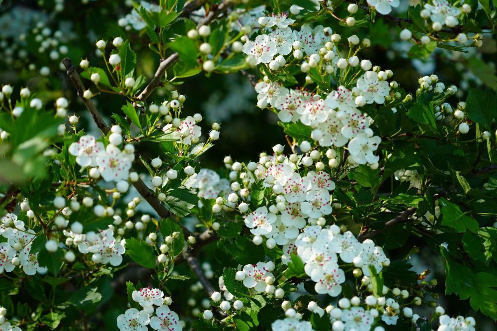 Shrubs and Plants flowering in May