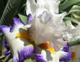 White bearded Iris