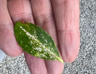 Euonymus scale infestation