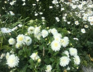 White Dahlais at Bourton Hall Gardens