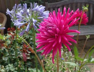 Dahlia and Blue Agapanthus