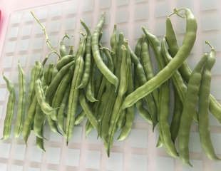 french beans