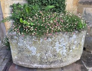 Erigeron