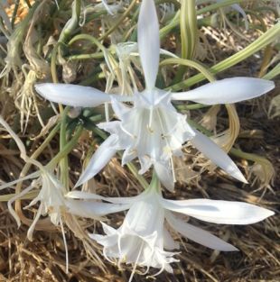 Sea daffodil