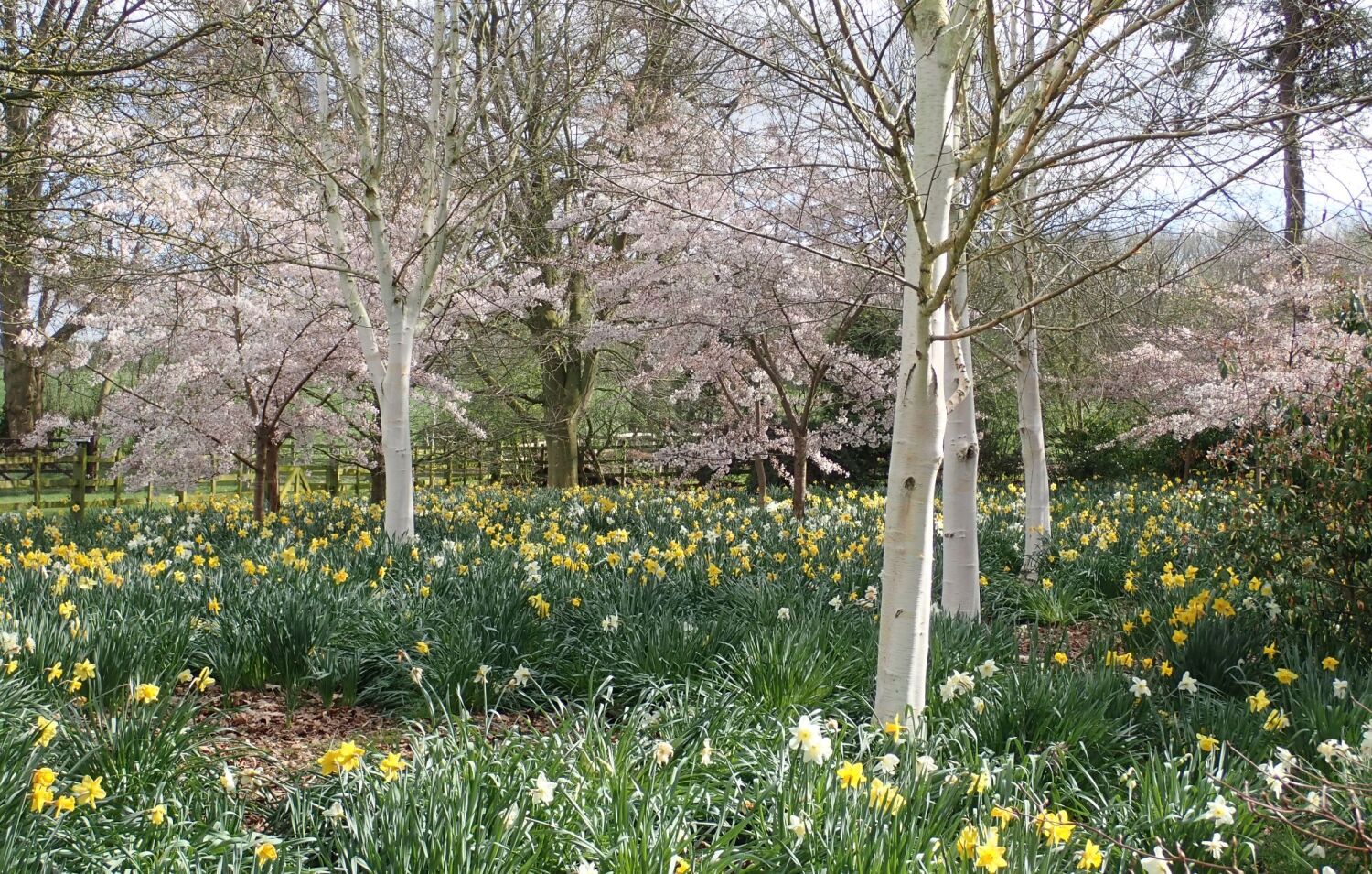 How to grow and plant Daffodils to make sure they flower