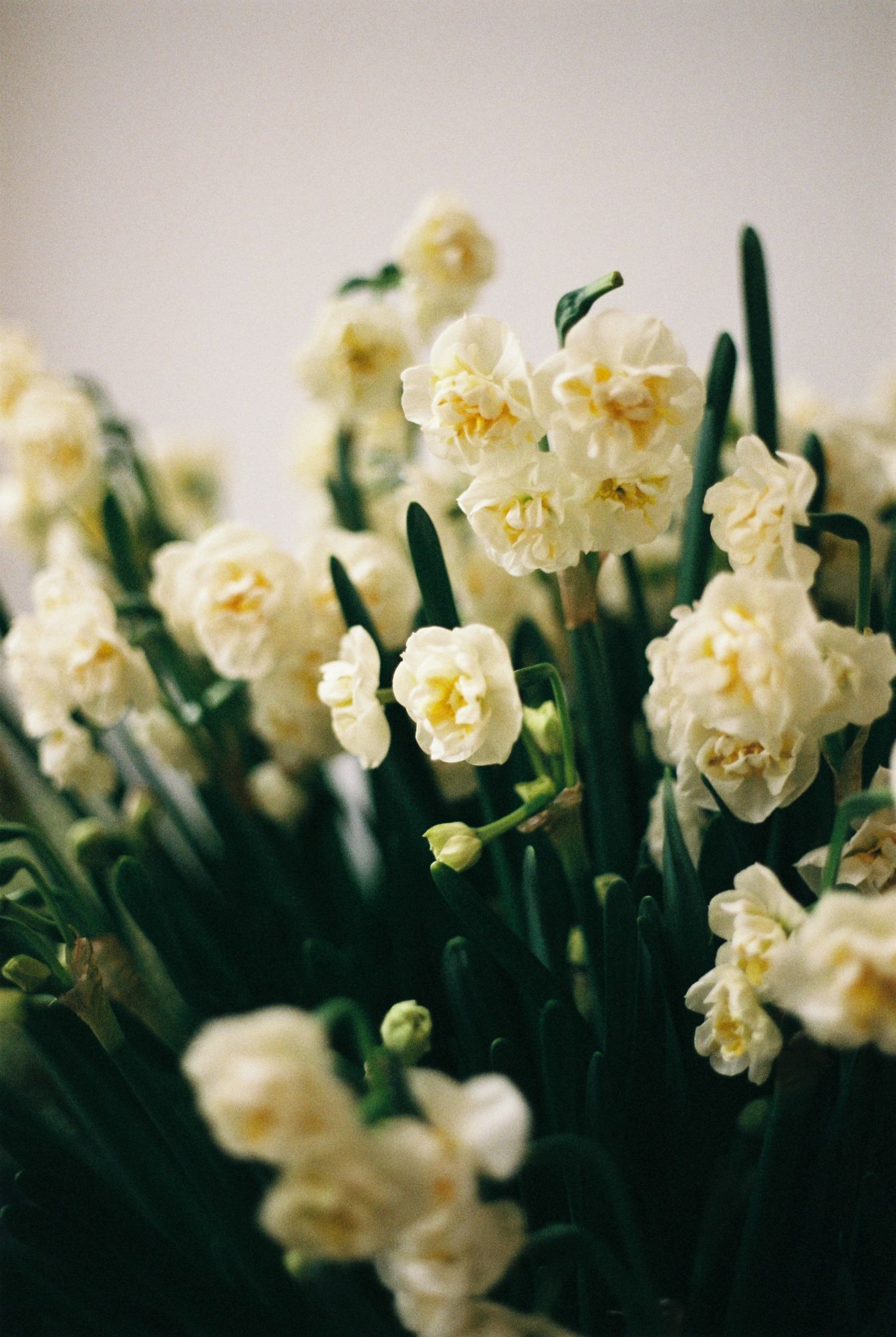 beautiful scented daffodils