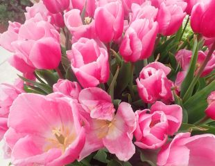 Stunning pink tulips