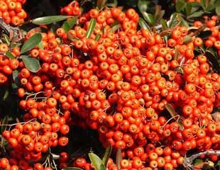 Pyrcantha berries in Autumn