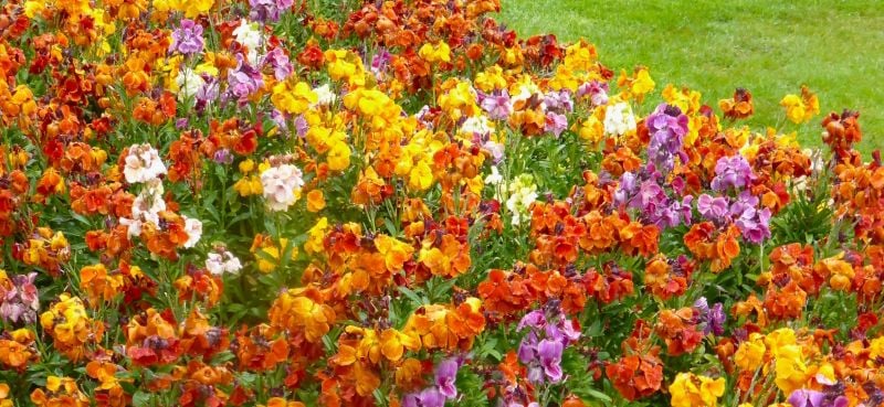 Wallflowers growing in Candie garden Guernsey