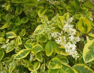 Euonymus fortunei 'Emerald 'n Gold'