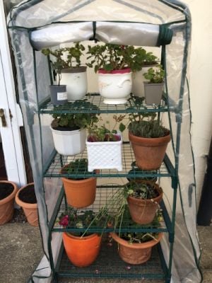 Overwintering Pelargoniums 