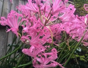 Pink Nerine bowdenii