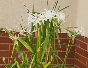 Nerine bowdenii 'Alba' a white veriety of Nerine