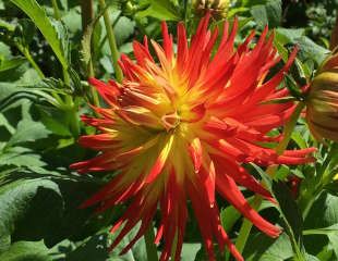 stunning bright red and yellow dahlia