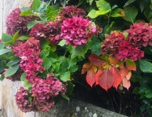 Hydrangea flowering in October