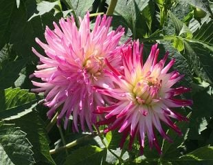 pink flowering Dahlia