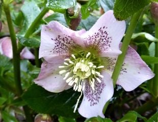 winter flowering Hellebores