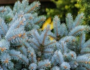 Blue spruce