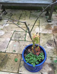 Acer without leaves in early winter