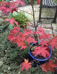 Acer with colour in early winter