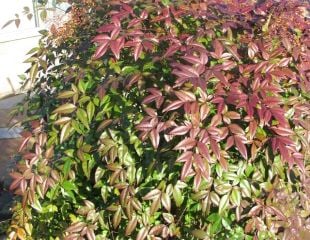 Nandina domestica autumn colour