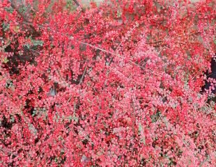 pyracantha horizontalis