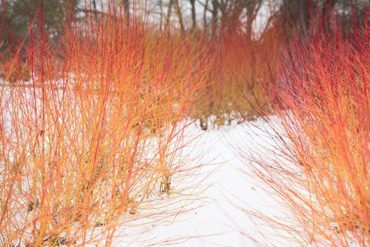 Path in snow amongst Cornus 'Midwinter fire' in Winter. Winter Walk, RHS Garden Wisley credit Joanna Kossak L
