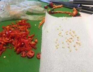 saving chilli seeds