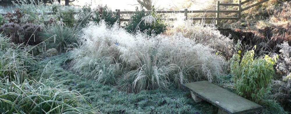 Grasses in winter