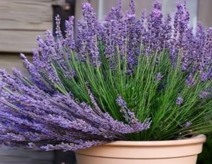 Lavender growing in container