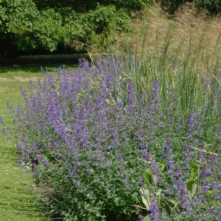Nepeta planted with grasses