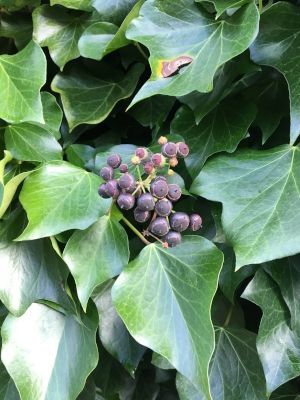 mature Hedera helix english ivy with berries