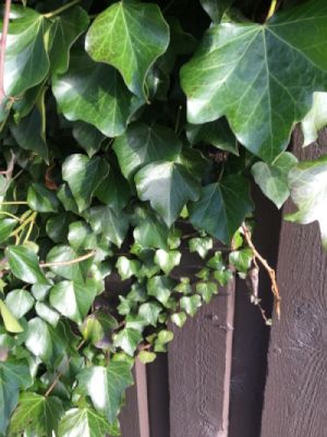 Ivy plant with juvenille and mature leaves