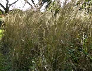Calamgrostis x acutiflora 'karl Foerster' feather reed grass