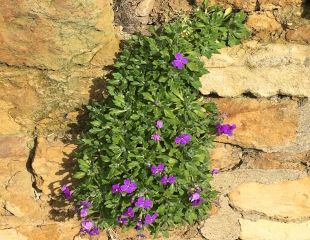 Aubretia flowering on a wall in early February