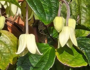 february flowering Clematis Winter Beauty