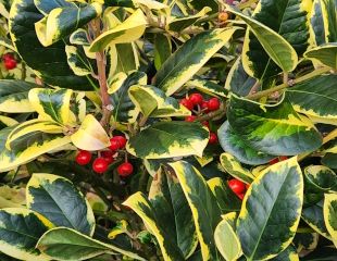 brightly varigated Ilex, common Holly, with berries