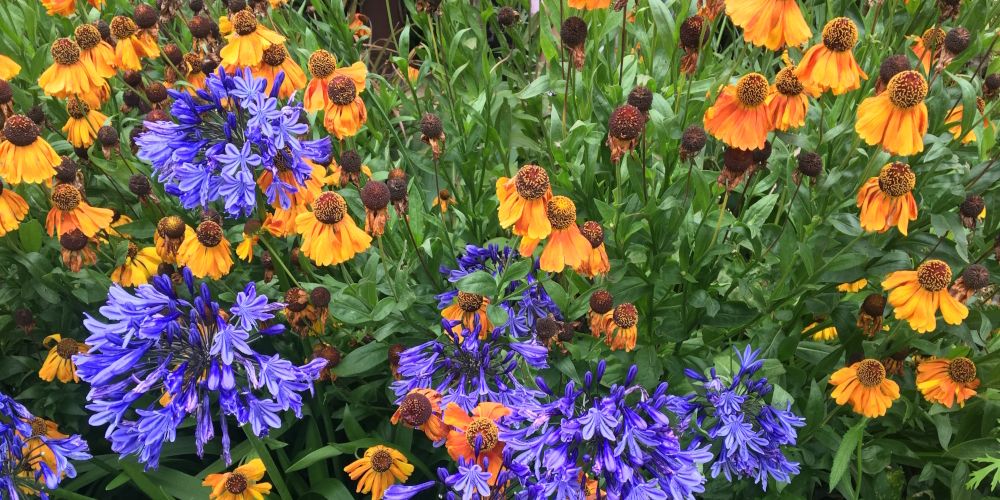 Bright blue Agapanthus combined with bronze Helenium a great summer flowering planting combination