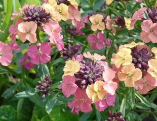 Erysimum 'Artist Paintbox' subtle colours and richly scented