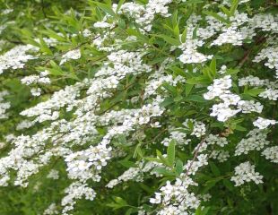 white spring flowering shrubSpiraea canescens