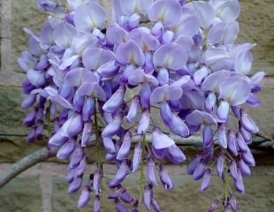 beautiful lilac Wisteria blooms