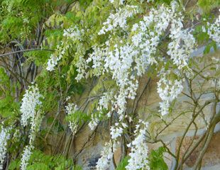 cascading blooms of a white Wisteria