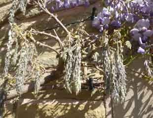 Frost damages flowers on a Wisteria