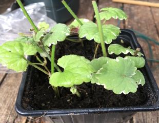 Nepeta cuttings in small container