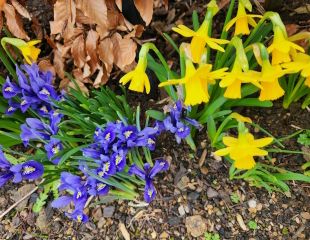 iris reticulata and tete a tete a lovely spring flowering combination