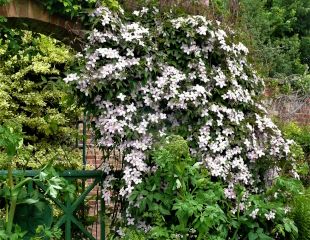 large Clematis montana in garden setting 