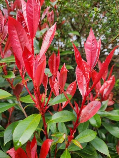 brigh red growth on Photinia 'Red Robin'