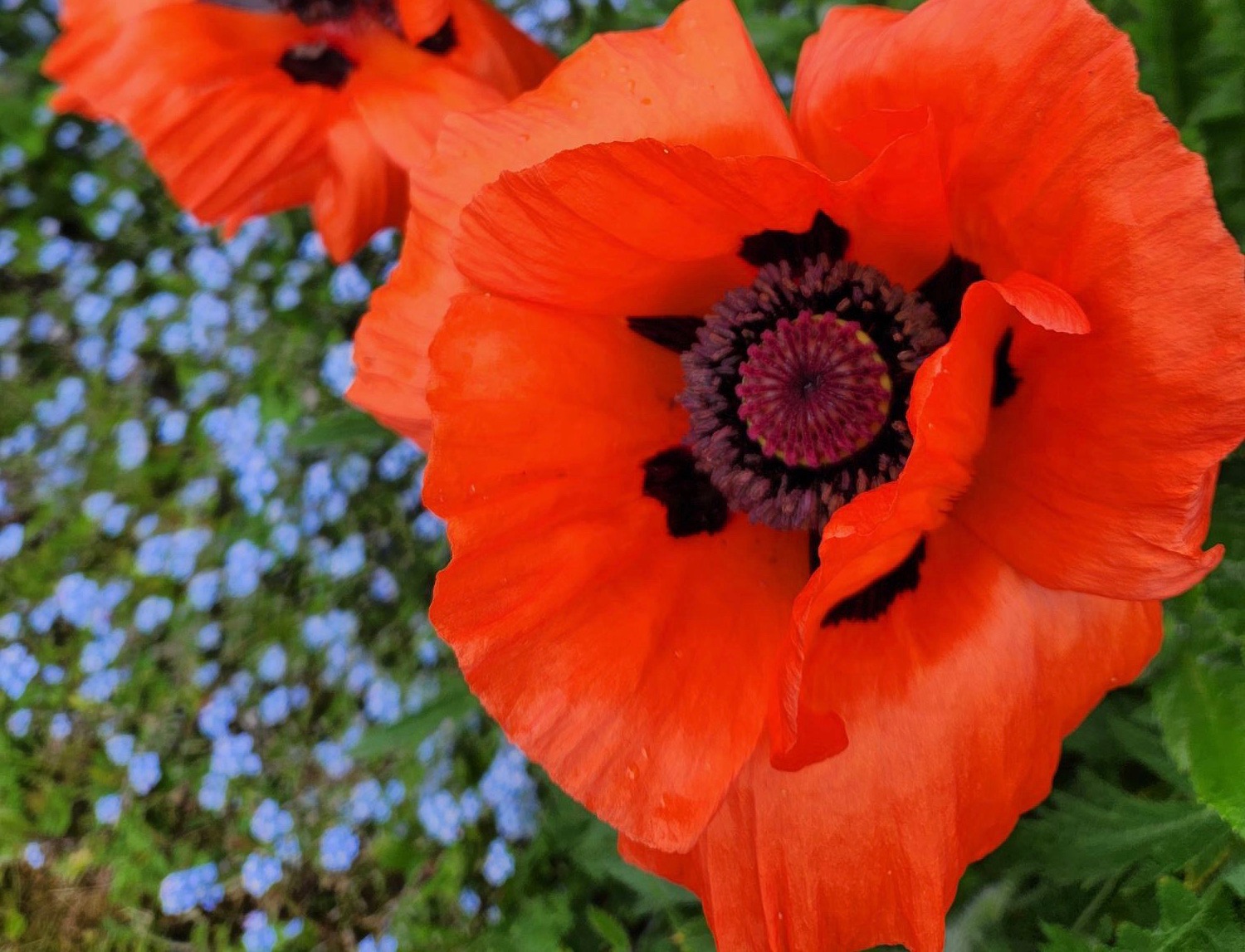 Blight orange oriental poppy with forget me knots 