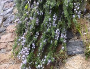 Trailing rosemary